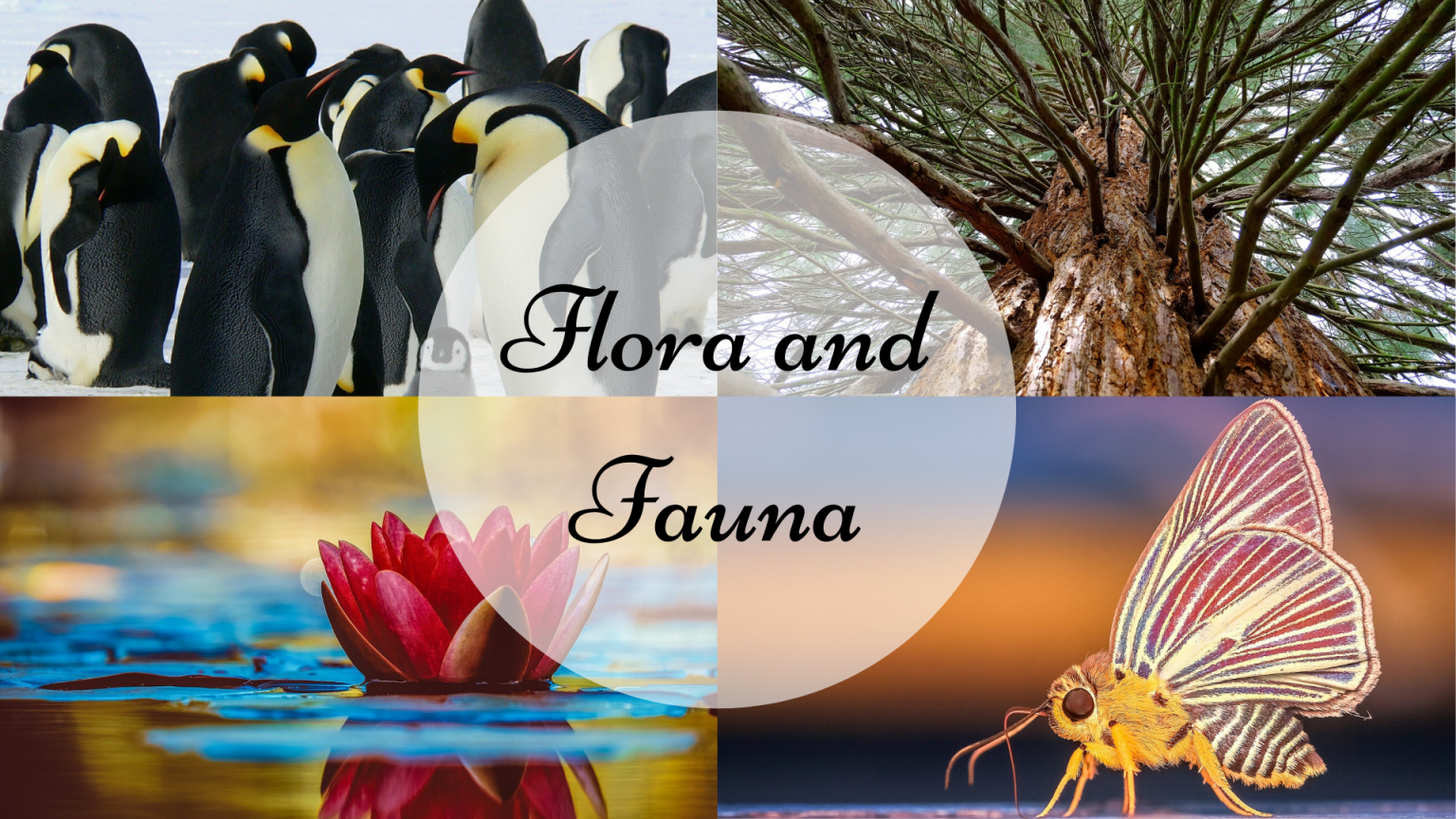 collage of flora and fauna