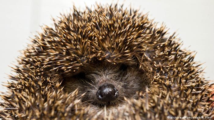 face of hedgehog sleeping