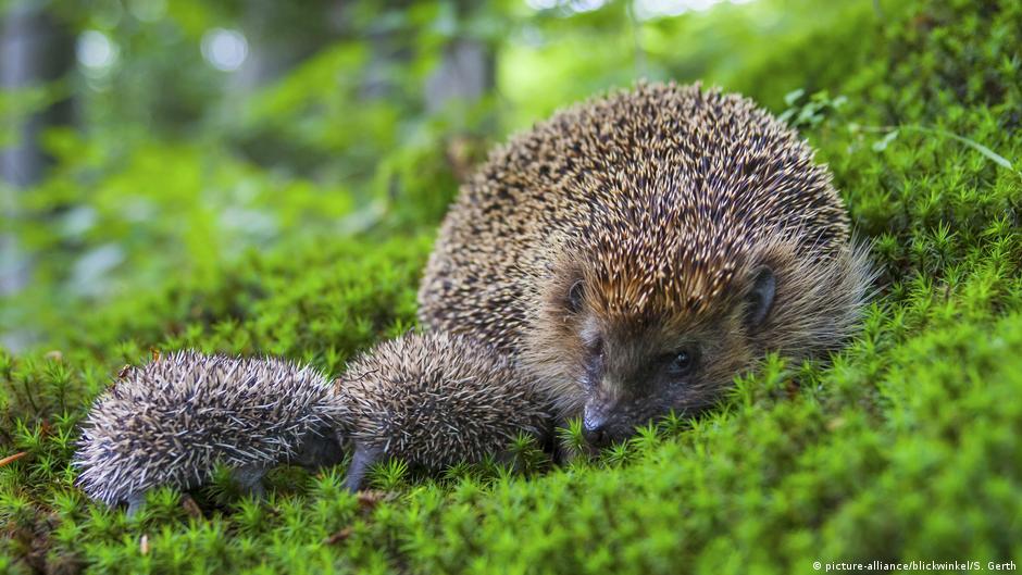 hedgehog mom with baby hedgehogs on moss hill