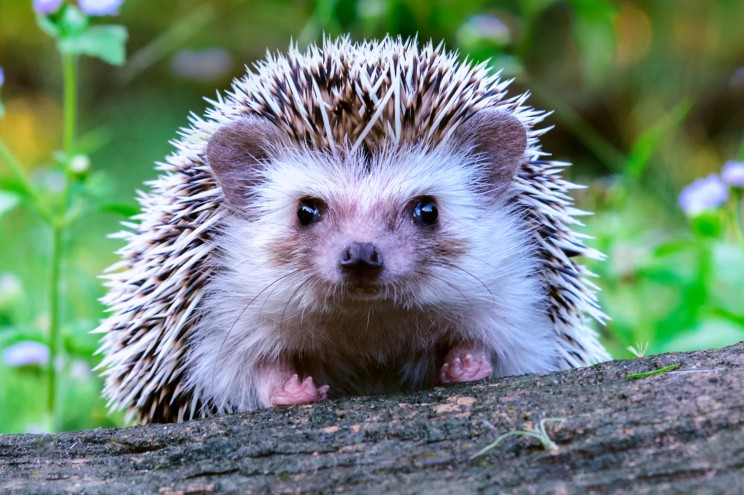 hedgehog on wood looking at camera curiously