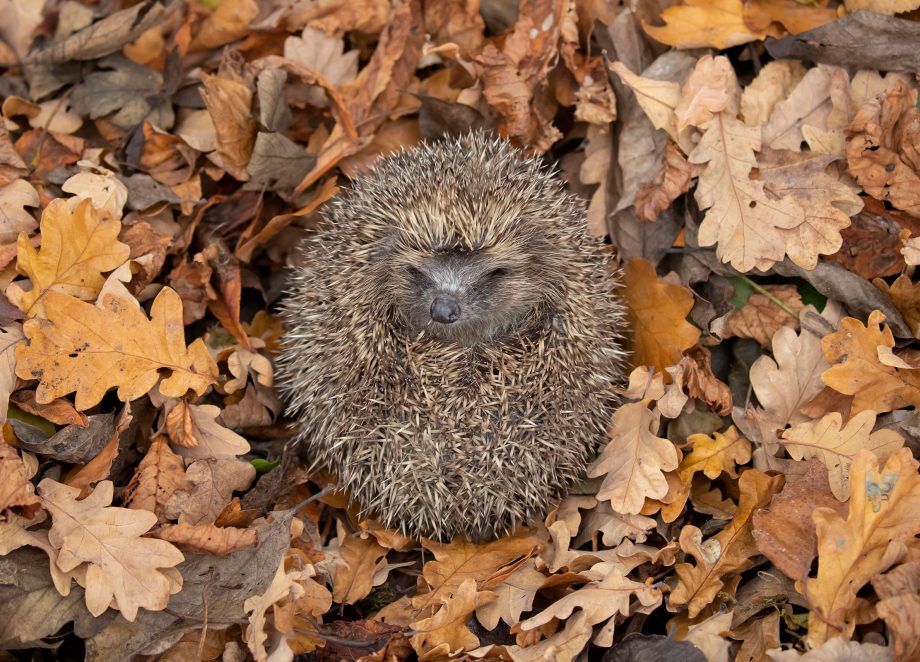 hedgehog full body and curled up sleeping