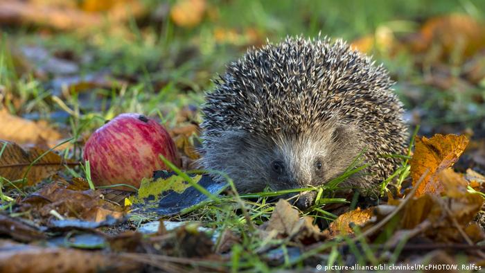 hedgehog with apple t the left and leaves and grass below on ground