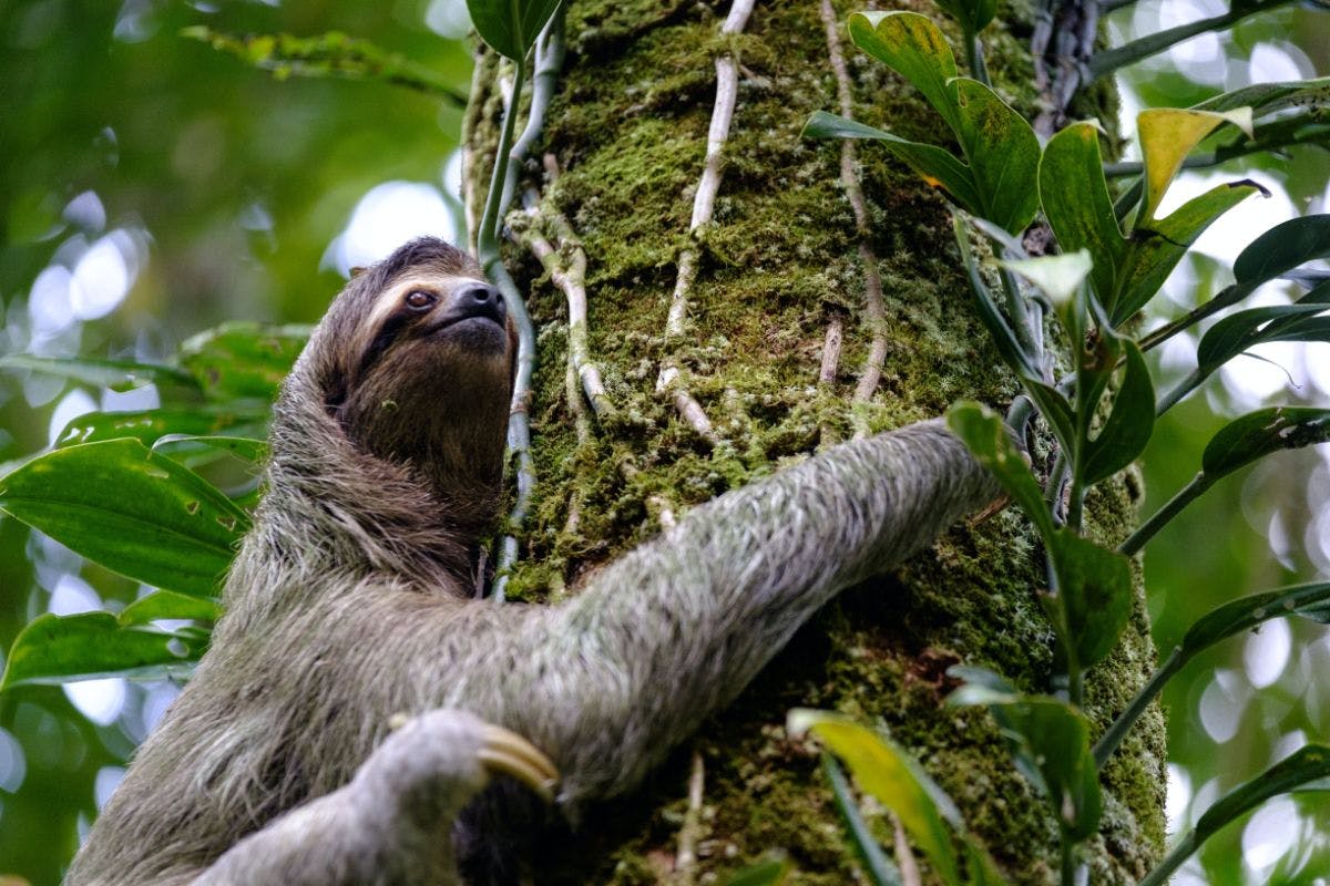 sloth oclimbing on main part of tree