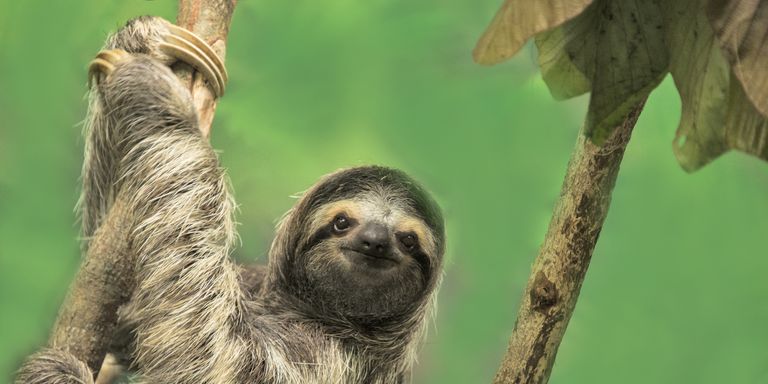 sloth hanging to the right on rope brancch