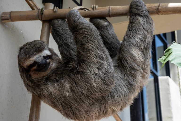 sloth smiling and hanging on bamboo