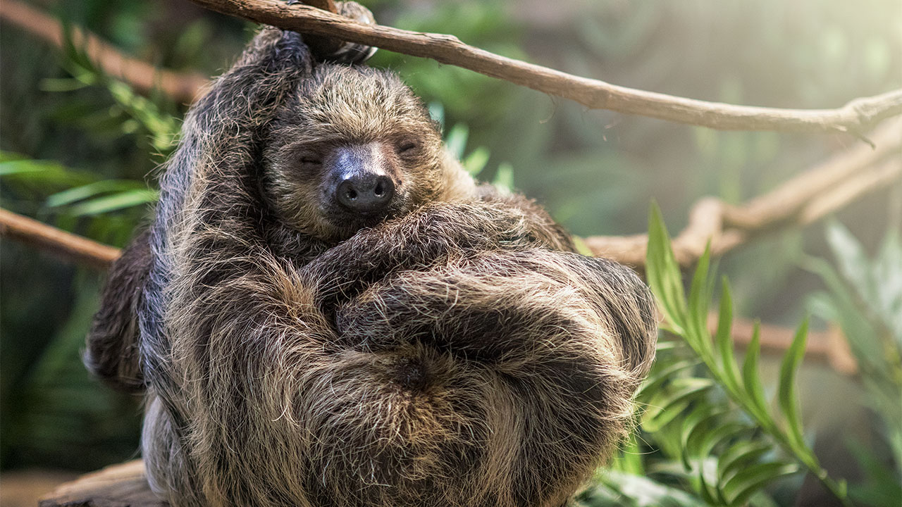 sloth sleeping and hanging on small rope branch