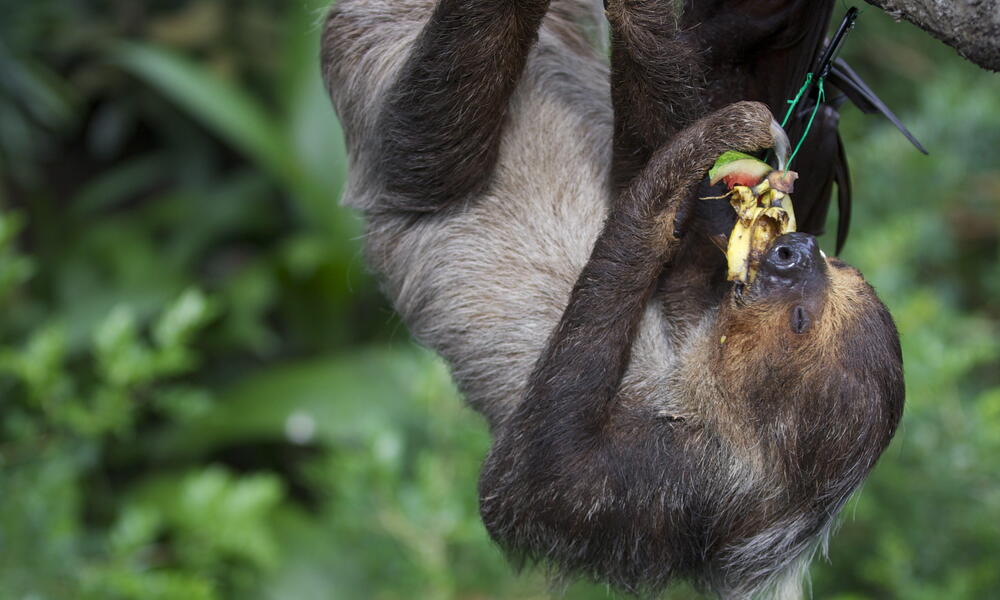 sloth eating food upsidedown